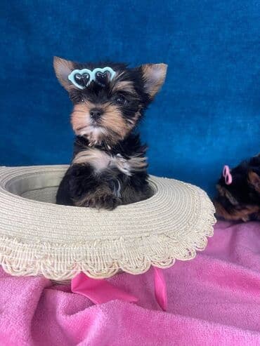 psi pomeranci na poklon: Yorkshire Terrier štenci Na prodaju su dve nežne princeze i jedan — 4