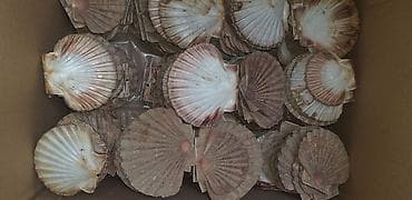 Školjke Jakobove kapice