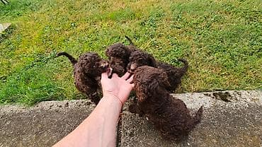 lagoto romanjolo za stan: Lagotto Romagnolo štenci Dostupni štenci Lagoto Romanjolo od roditelja — 7