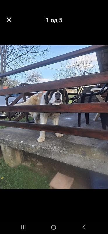 Oprema za kućne ljubimce: Bernardinac – mužjak - Rasa: Bernardinac (St. Bernard), krupan i — 4