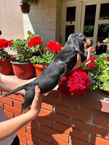 maltipoo na poklon: Merle jazavičar štenci Na prodaju štenci merle jazavičar, oštenjeni — 5