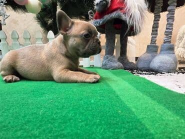 Dogs: Štenci francuskog buldoga. U novogodisnjoj ponudi sjajno leglo — 4