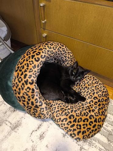 dozer za hranu za pse: Krevet papuča za kućne ljubimce sa naslonkm.Namenjena za mačke i male — 10