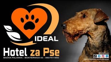 Sweatpants: Hotel za pse Ideal Da li planirate putovanje, posao ili odmor, a ne — 3