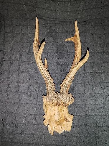 Lov i ribolov: Jelenski rogovi — 2