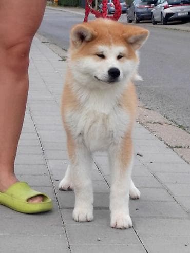 maltezer cena srbija: AKITA INU – VRHUNSKO FCI LEGLO | KUMA KAI KENNELS Odgajivačnica Kuma — 7