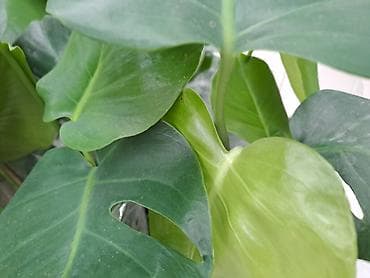 Daske za peglanje: Chlorophytum, velika,raskosna biljka sa prve slike je 3000 — 7