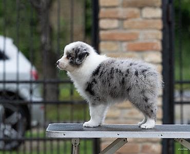 mala telad za prodaju: Na prodaju 9 šteneta Border Collie, iz dva različita legla. - Jedno — 6