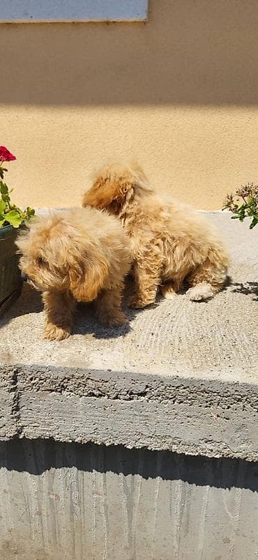 psi na poklon smederevo: Maltipoo-Bipooo Na prodaju stenci oba pola ostenjeni 01.05.2026.Majka — 5