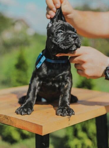 psi koji trazi tartufe: Postanite vlasnik jednog od naših vrhunskih Cane Corso štenaca — 7