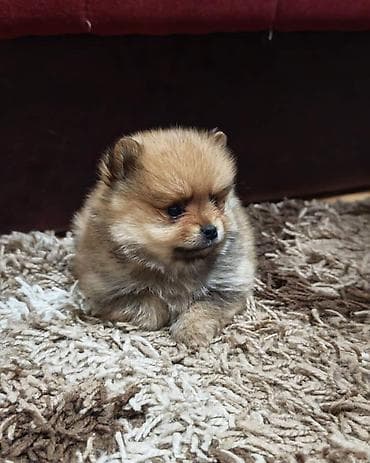 mesanac labradora i zlatnog retrivera: Štenci pomeranskog špica prelepog krzna i izuzetno sitne građe, muškog — 1