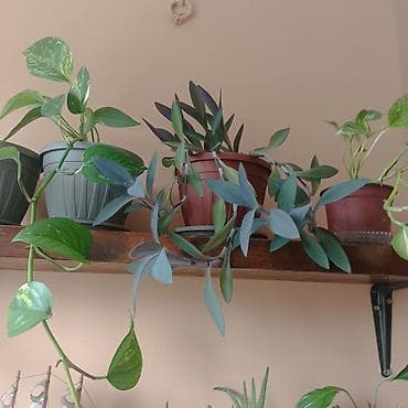 limun list: Sobne viseće biljke u saksijama - Zeleni potos (Epipremnum aureum) – — 1