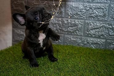 cau cau stenci: U ponudi prelepi stenci fr buldoga muzijaci i zenke — 5