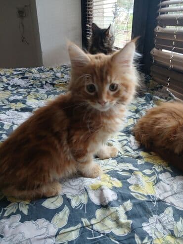 jeftina hrana za pse: Mace dugodlake – leglo prelepih mačića - Tip: kućne mačke dugodlake — 7