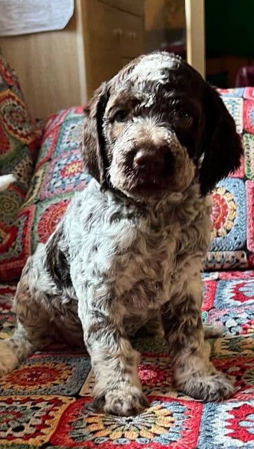 golubovi kupujem prodajem 2 strana: Nasa odgajivacnica lagotto romagnolo pasa A GANG OF LAGOTTA FCI 7244 — 17