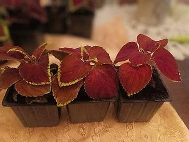 cvece debela koka: Koleus (Coleus, ukrasna kopriva) – rasad u saksijama - Raznobojne — 7