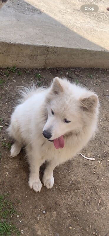 Psi: Samojed star 4 godine spreman za parenje Veseo, druželjubiv — 2
