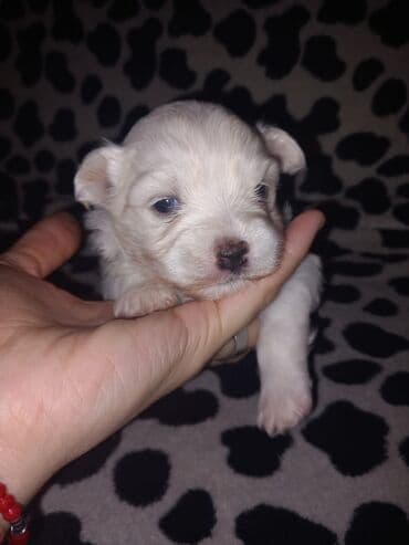 Malo belo štene – rase maltezer/pudl tip (toy veličina) - Starost — 5