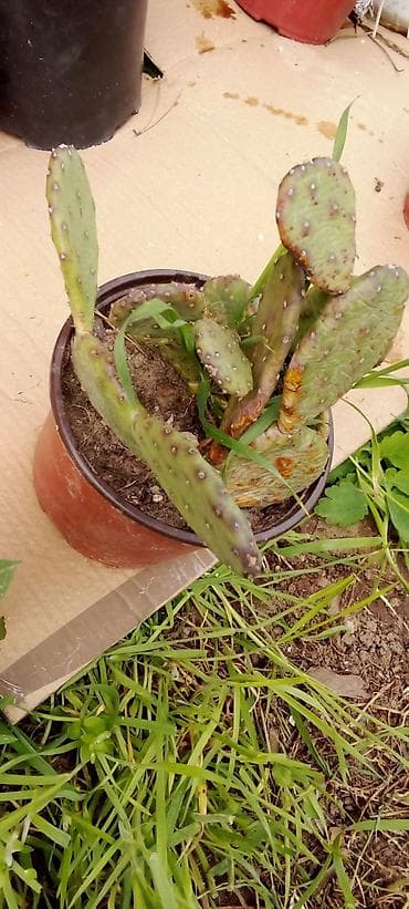 trake za spavanje: Sobne i ukrasne biljke u saksijama – više vrsta - Syngonium — 5