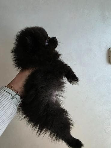 stafordi na poklon: Na prodaju preslatki pomeranci U naš dom su sasvim spontano stigle — 7