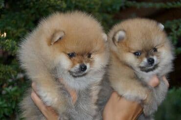 štenci nemačkog ovčara: Pomeranac / Pomeranian / Boo štenci Ako ste odgovorna osoba i imate — 9