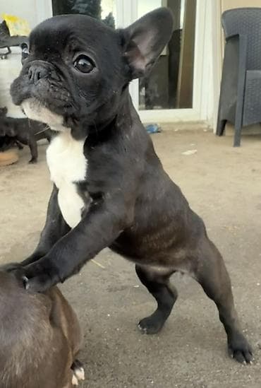Domaće životinje: Francuski buldog – crno krzno sa belom grudom - Rasa: francuski — 1