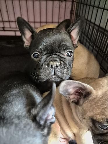 Pets & Animals: Francuski buldog štenci - Rasa: francuski buldog - Boje: crna — 3