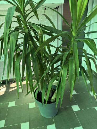 čarobne zvučne priče 2: Dve novogodisnje zvucne knjigice za decu,jedna je 800dinara,knjigici — 26