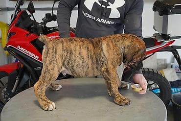 Psi: Sa ponosom predstavljamo vrhunske štence rase Južnoafrički mastif – — 9