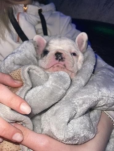 slatki psi: Francuski bulldog štene, jedinstven merle šare. Kompaktno, snažno — 2