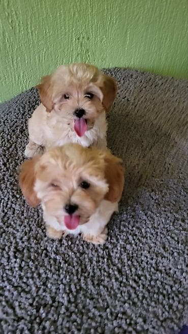 patuljasti snaucer cena: Maltipoo stenci ostenjeni 11.04.2026. Majka mini maltezer a otac — 7