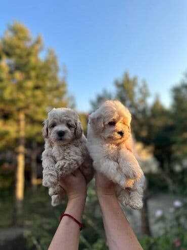 polovne kucice za pse: Maltipoo kucici savrsenog izgleda i genetike FCI 7493 posetite nase — 2