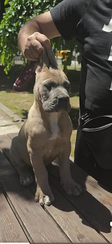 seat pets: Odgajivačnica Cane Corso Magnum Imperium nudi na prodaju prelepe — 5