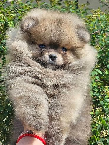 chow chow psi: Pomeranac Boo. Stenci pomeranca vrhunskog porekla, kratkih — 3