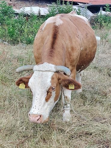 domaće ćurke prodaja: Krava na prodaju 600kg — 3