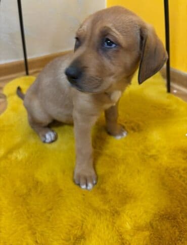 mini psi za stan: Mlado štene mešanca – ženka, kratkodlaka, toplobraon boje sa belim — 5