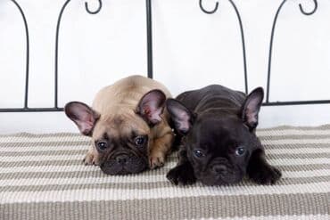 pudlice na prodaju: French bulldog kennel Srcky's oglasava zutog muzjaka i tigrastu zenku — 2