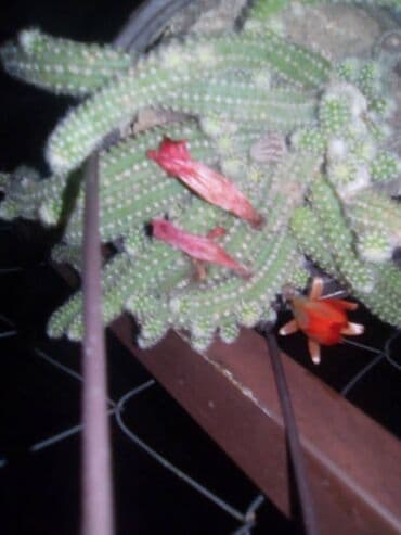 decije sobe za devojcice: Kaktusi — 1