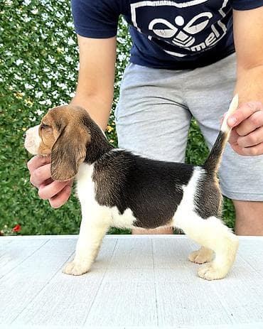 privezak na engleskom: ŠTENCI BIGLA – The Lovely Dogs Pogledajte vrhunski kvalitet naših — 10