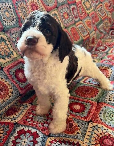 golubovi kupujem prodajem 2 strana: Nasa odgajivacnica lagotto romagnolo pasa A GANG OF LAGOTTA FCI 7244 — 19