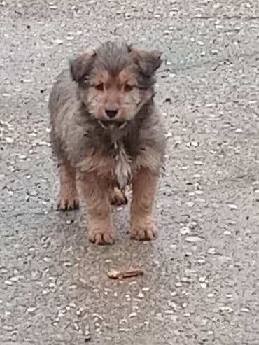 psi za dvoriste prodaja: Štenci mešanca – šarmantni mali medvedići - Leglo preslatkih štenaca — 5