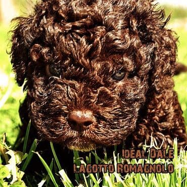 Sweatpants: Lagotto Romagnolo štenci dostupni u odgajivačnici Ideal Dale Otkrijte — 4