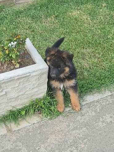 dog: Na prodaju još 2 zenke iz legla dugodlakog nemačkog ovcara. Štenci su — 10