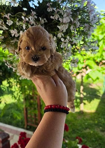 psi štenci: Savrseni maltipoo bebani spremni su za preuzimanje. Jako malog rasta — 7