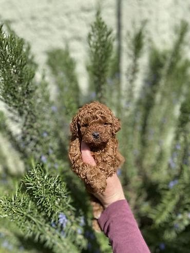 Dogs: Registrovana odgaivačnica ima u ponudi štenci toy i patuljaste pudle — 3