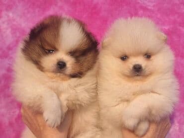 Dogs: Pomeranac Boo. Stenci pomeranca vrhunskog kvaliteta,vakcinisani uredno — 4