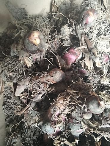 sobne palme vrste: Lukovice crvene kane-komad 150 din — 2