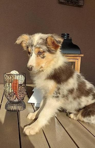 Border koli/collie štenci. Vakcinisani, revakcinisani i očišćeni od