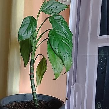 livadske biljke slike: Sobna biljka Aglaonema Modestum u saksiji prečnika 18cm - — 3