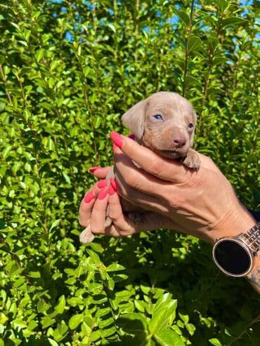 egzoticne ptice prodaja: Odgajivacnica pasa "Happy Puppies" ima u ponudi patuljaste jazavicare — 5